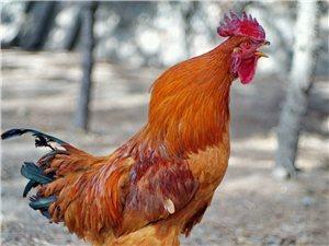 我的小鸡鸡为什么向左歪