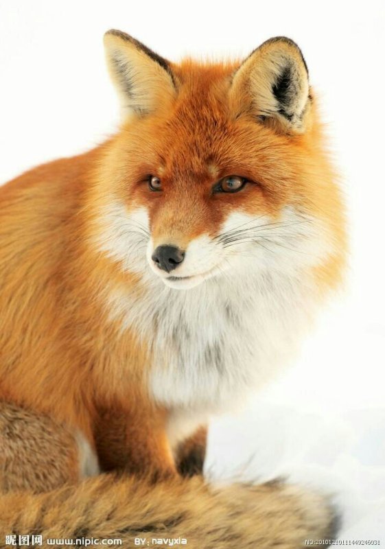狐狸的鼻子是什么形状