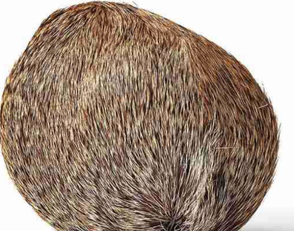 麝香味是什么味道?