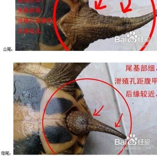 怎么分辨巴西龟公母图片