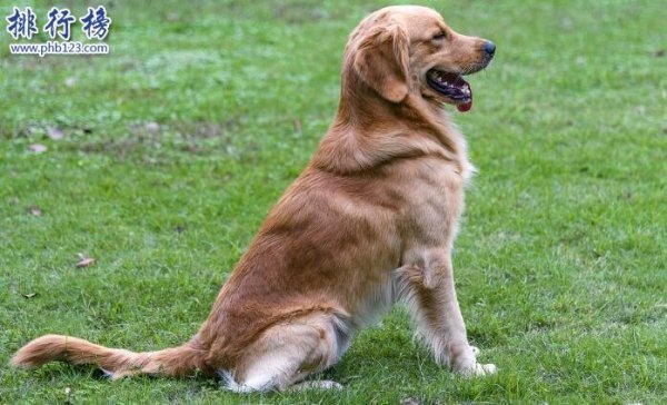 有什么中型犬,合适做宠物狗.