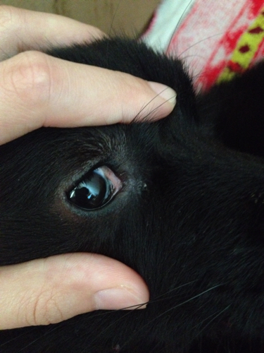 狗狗眼角的那层膜有点发红,偶尔有眼屎;近几天
