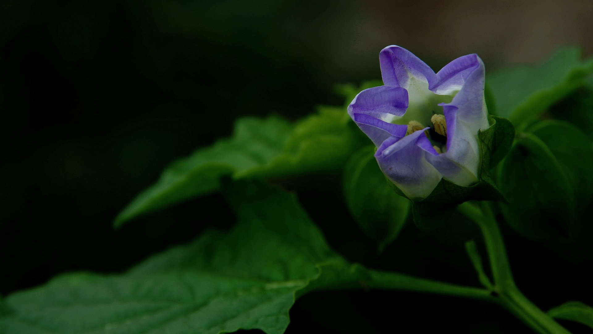 紫色唯美花朵图片[图4]