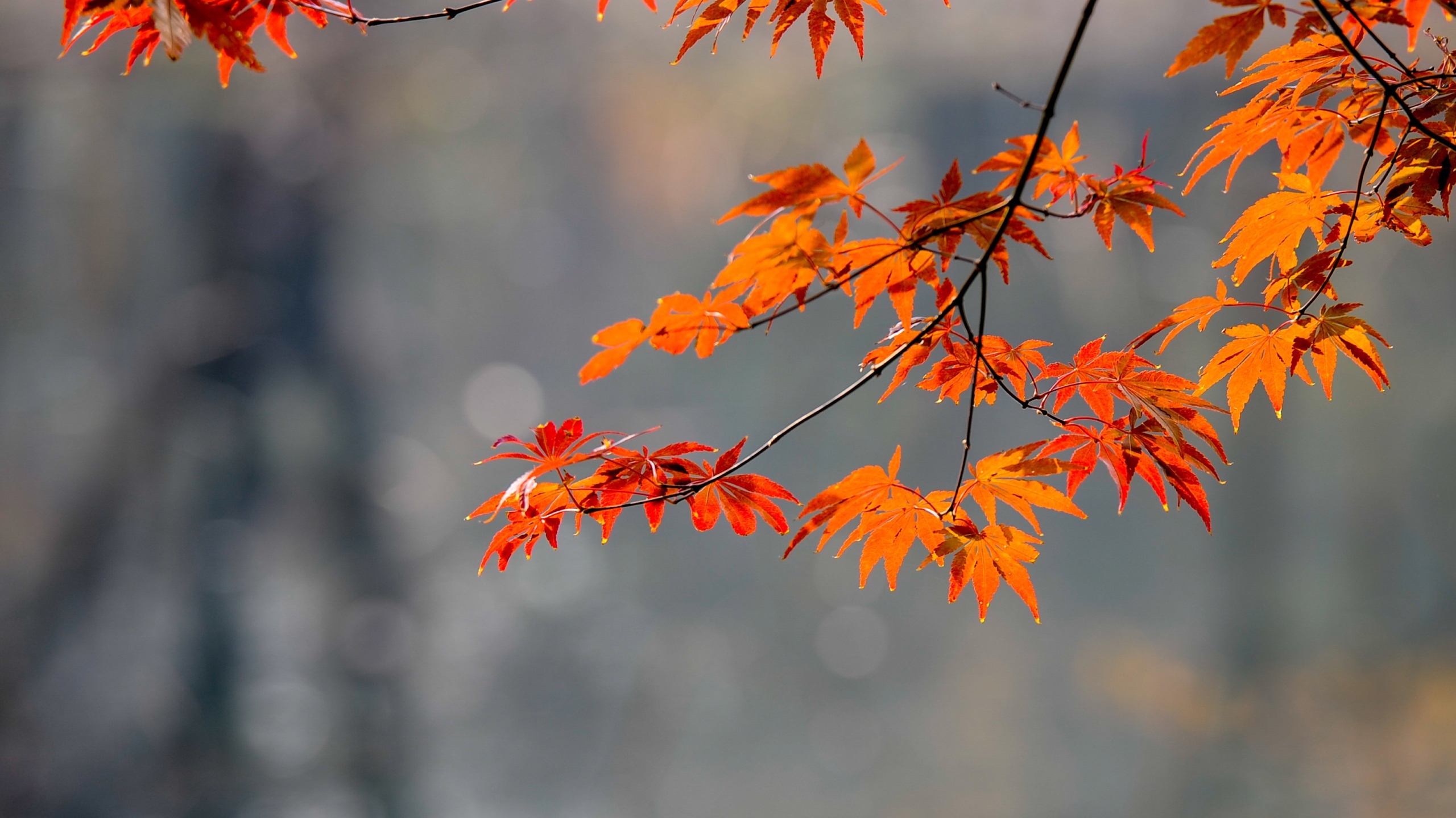 黄色枫叶花卉桌面壁纸[图2]