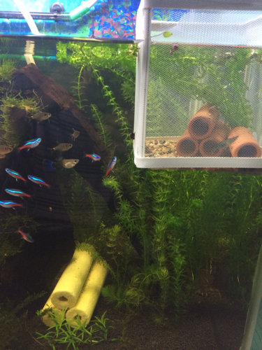 黑壳虾已经明确看到有卵了 这样单独捞出来还