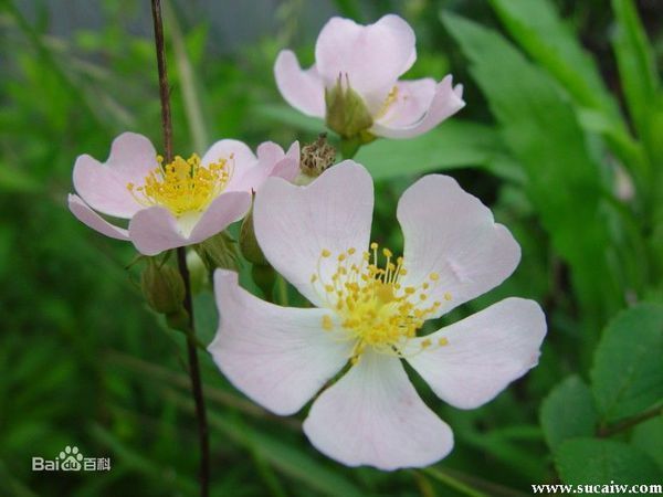 五瓣,花蕊黄色,颜色介于白色和粉色之间,挺香的