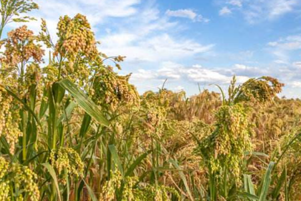 黍离是什么意思?