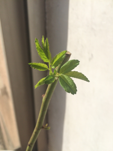 去年秋天买的蓝莓树,过了一个冬天中午发芽了!