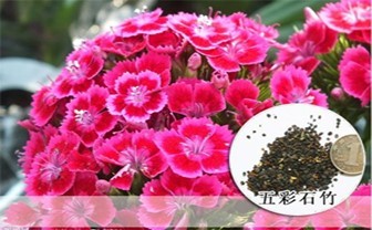 ơɭϲֶ - ܹ - xinhua8848 Ĳ