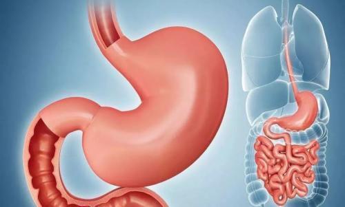 人体的胃在那个位置?_360问答