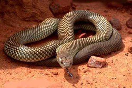 被称为陆地最毒蛇的细鳞太攀蛇,毒性到底有多强?