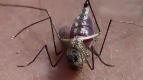 实拍: 蚊子吸血太多,被撑死画面