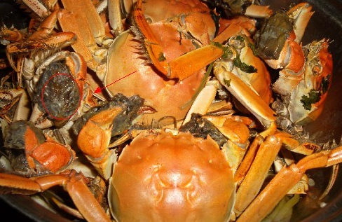 螃蟹屎是什么样的