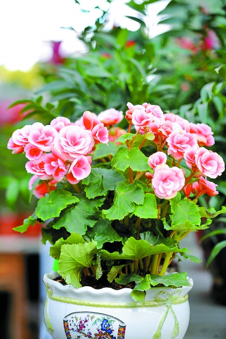 描写海棠花的句子,要求:运用比喻,拟人,修辞,调