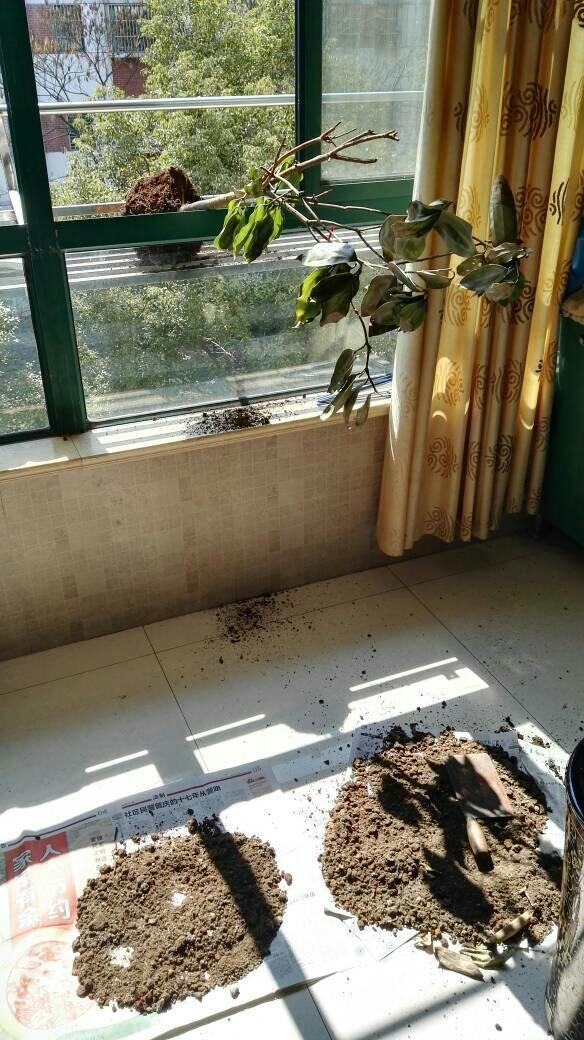平安树水浇多了。我趁天气好,赶紧把它拿出来