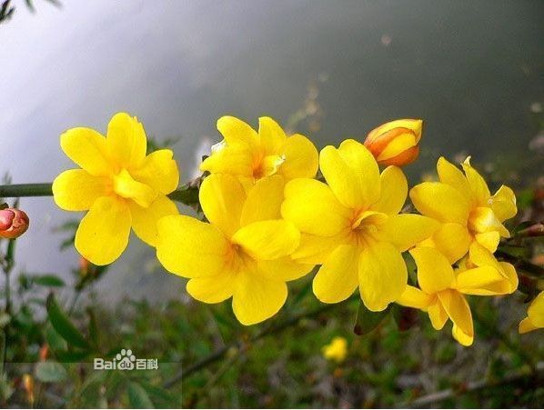 别名迎春黄金条金腰带 春际迎春花纷纷绽朵朵花金黄色花朵压满枝条黄