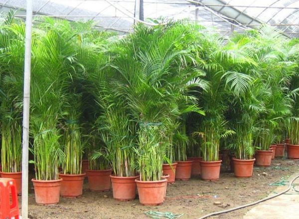 凤尾竹是什么及图片