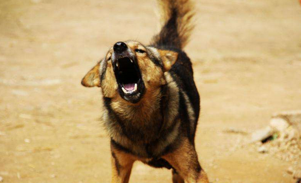 我害怕狗叫怎么办