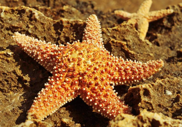 海星是食肉动物还是食草动物?