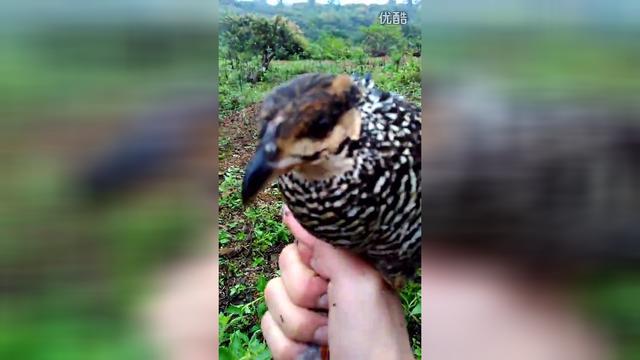 開路套鳥之中母鷓鴣