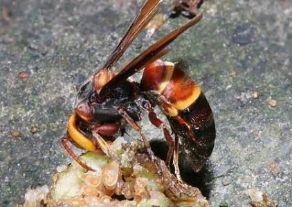 龙爪果发酵酒功效