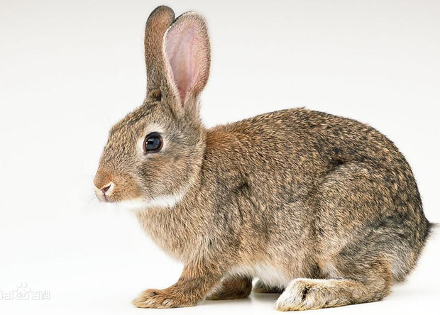 比利时兔和麻兔区别