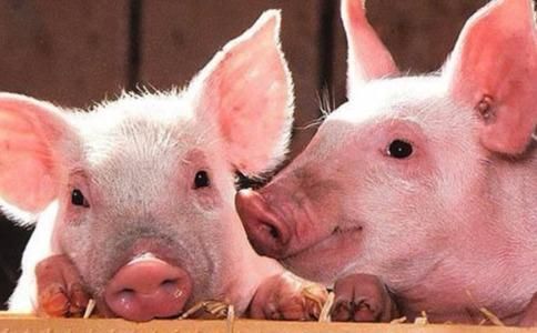 毛猪是小猪吗