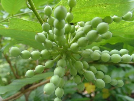 绿色的带刺像冰糖葫芦一样一串一串的是什么植物