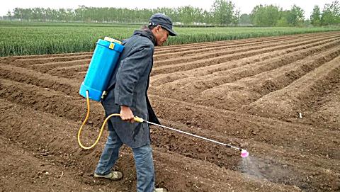 实拍农民给花生地打农药! 打 除草剂一定要倒着走, 你知道原因吗?