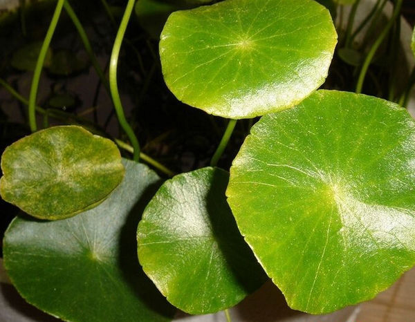 像荷叶的小叶子植物叫什么