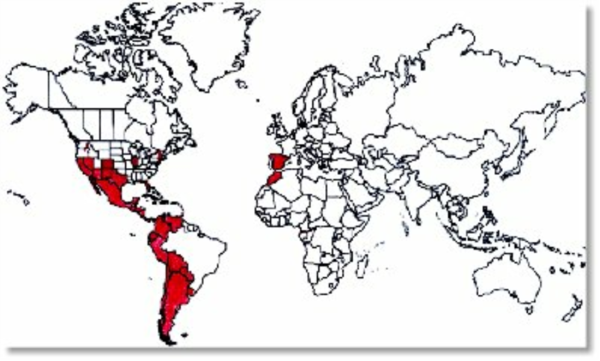 世界上以西班牙语为第一语言的国家有哪些?