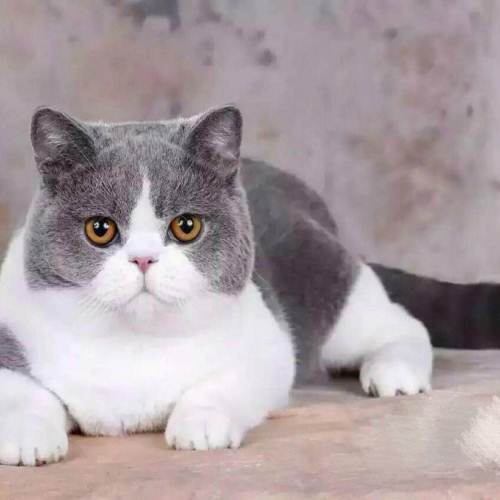 猫咪世界的多彩画卷