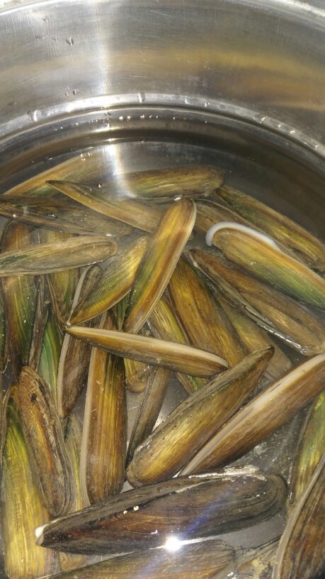 河里捡的贝壳,不知叫啥,能不能吃?