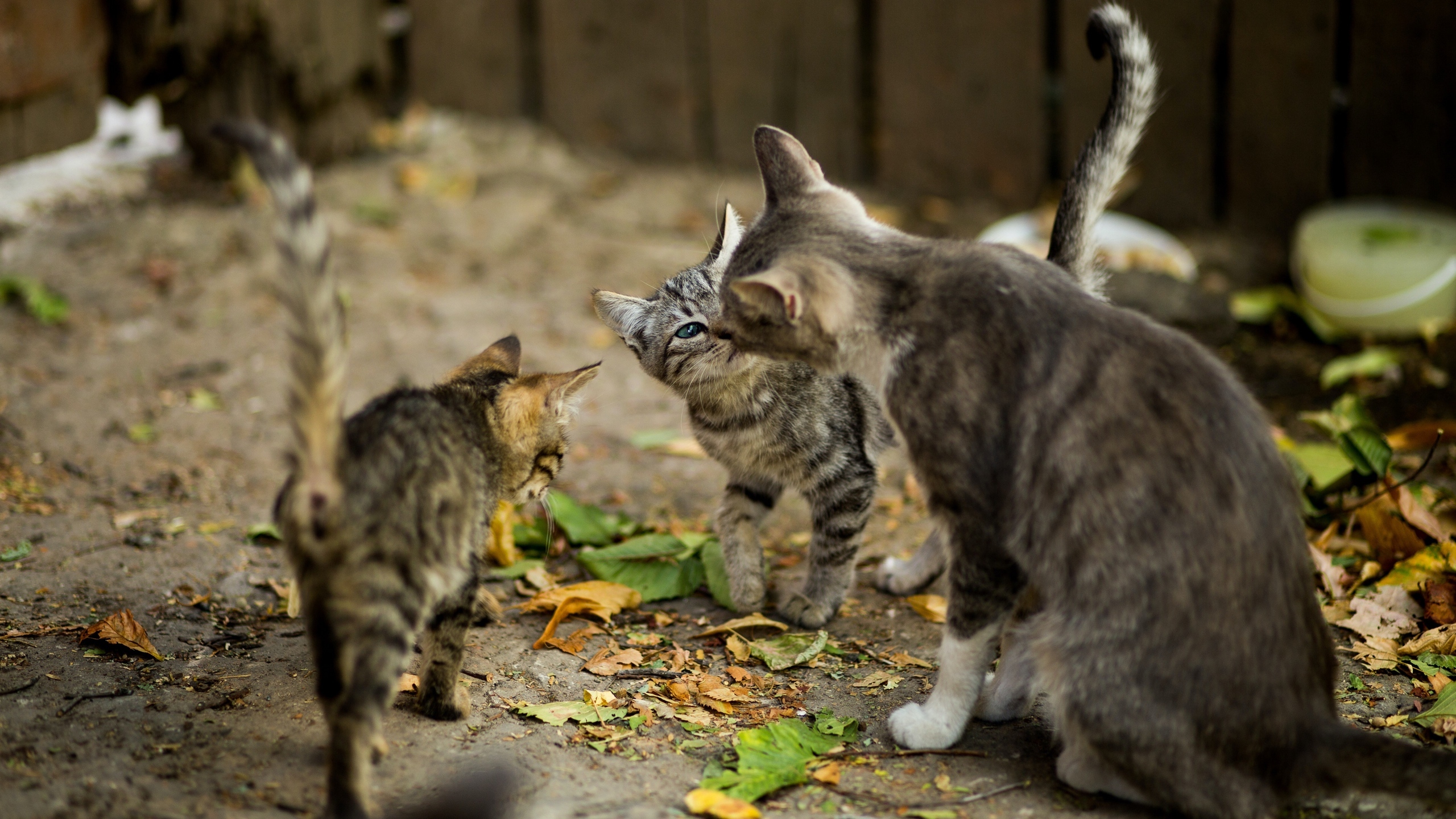 可爱小猫幼崽图片[图7]