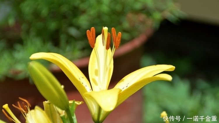 17号生肖属什么