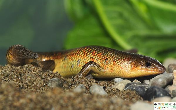 类似蜥蜴的四足蛇可以食用的叫啥名字