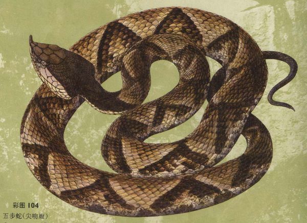 有没有一种黑色的蛇,全身白色斑点,头是三角形的,如果有请告知名字