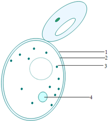 酵母菌菌膜图片
