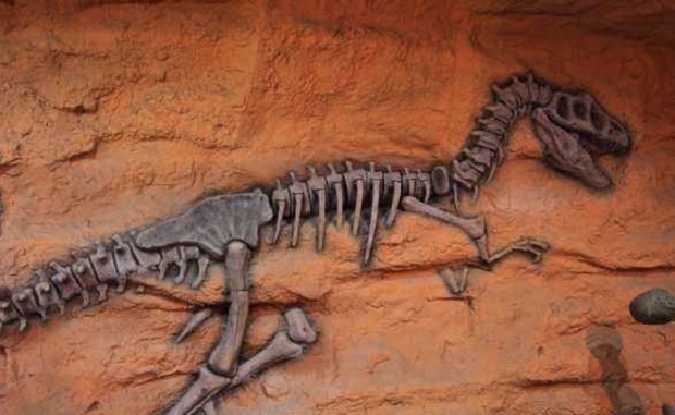 恐龙的化石的样子图片