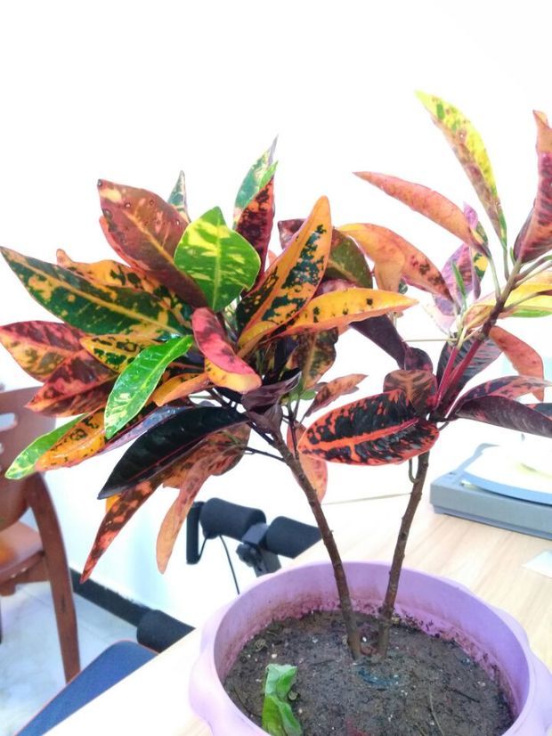 卖花的说是什么金香玉花,请教大家.