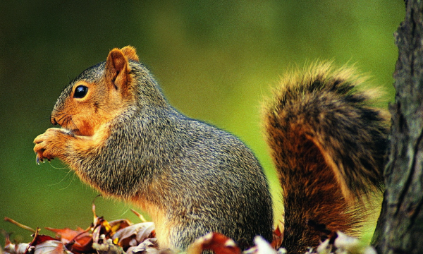 松鼠怕什么东西