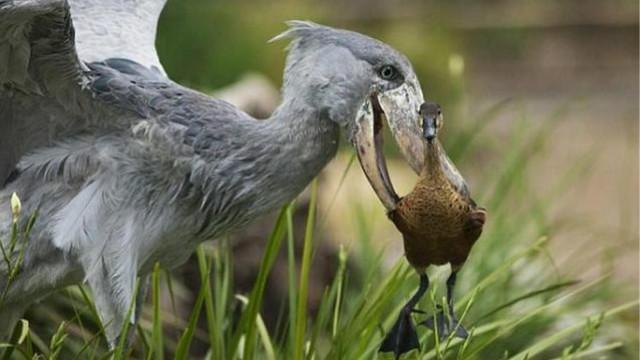 [图]史前巨鸟鲸头鹳恐怖的捕食 连鳄鱼它也不放过