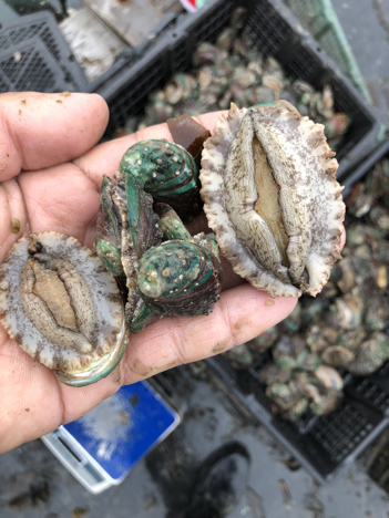 知道特产藤壶鲍鱼到底在哪