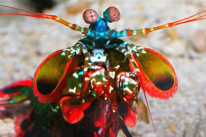 视频: 雀尾螳螂虾,一种你打不过的虾