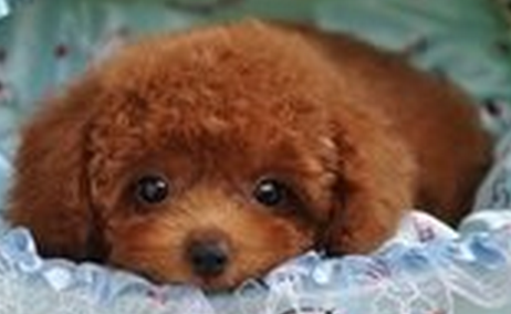 小泰迪发烧症状