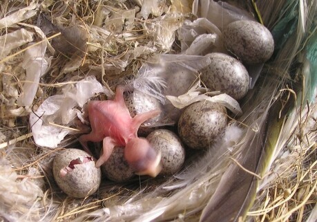为什么鸟雏出蛋壳没毛或者很少毛而鸡雏出蛋壳时全身毛呢?