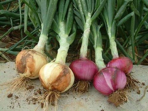 2018年大蒜价格预测大蒜面积如何