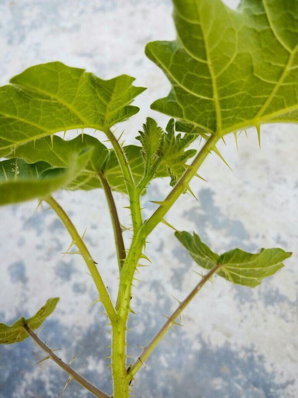 这是种什么植物,满身是刺,长圆圆的果实,果子上面有花纹