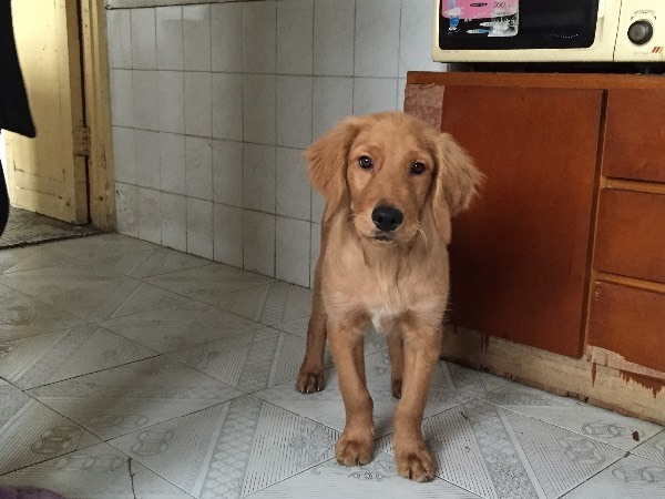 还是金毛串可卡,路过的各位大神们求鉴定