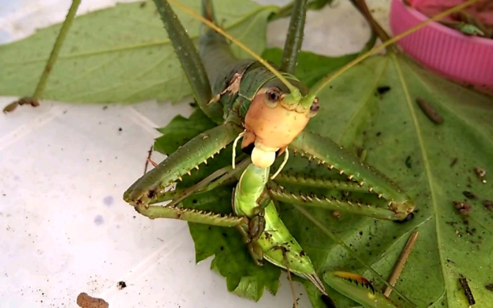 「 saga natoliae」我只是一只正在吃螳螂的普通 螽斯罢了